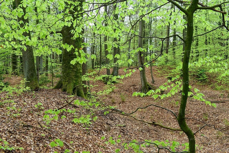 Beech trees