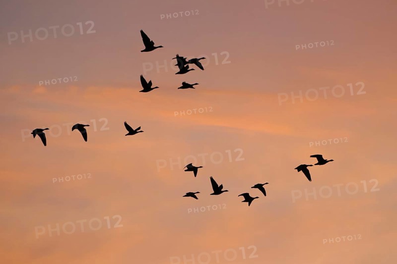 Pulling Greylag goose
