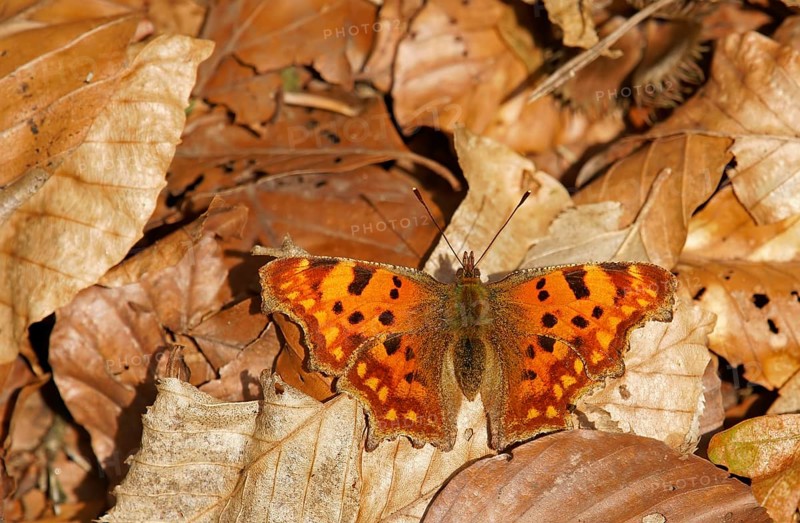 Comma
