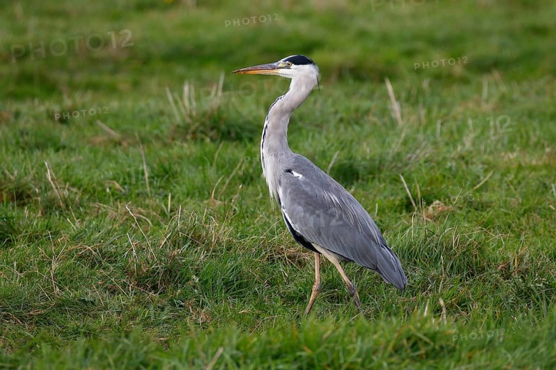 Grey heron