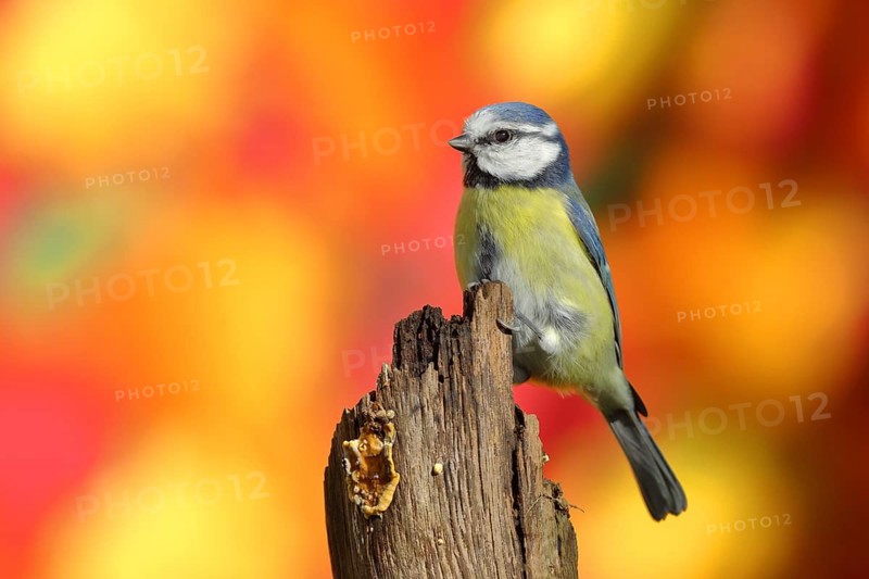 Blue tit