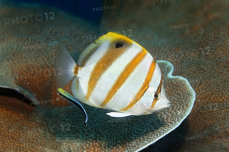 Sixspine butterflyfish