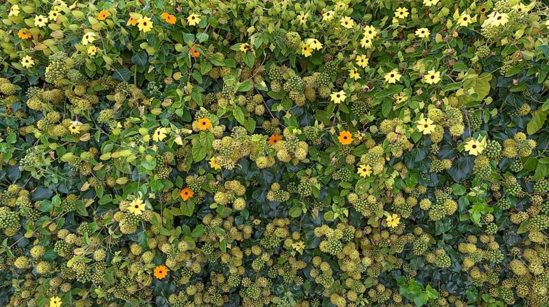 Blooming ivy