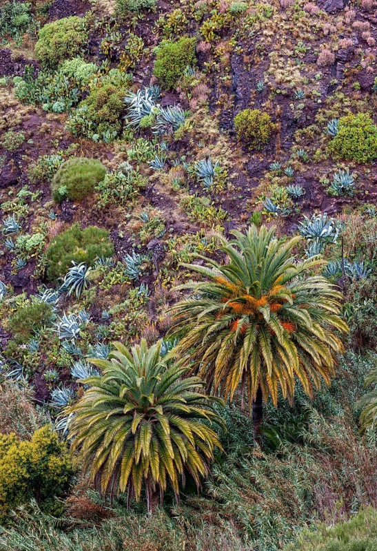 Canary Island date palm