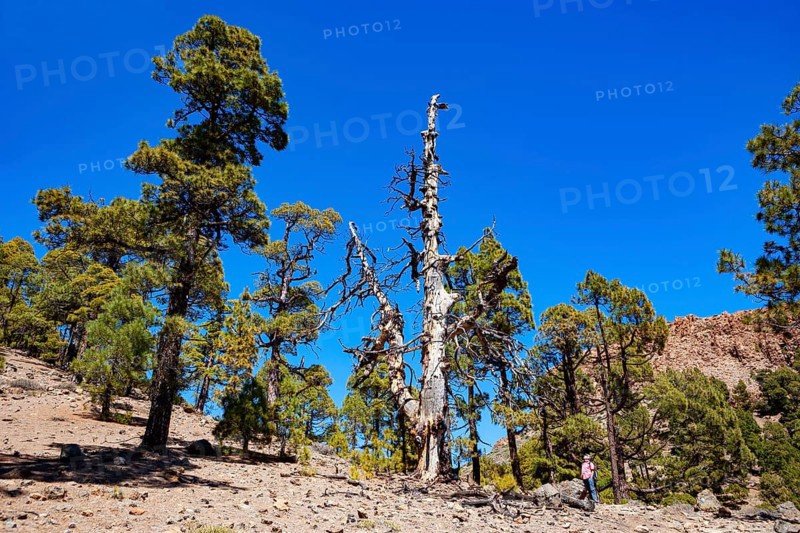 Hiker on the way to the Sombrero de Chasna through a Canary Island