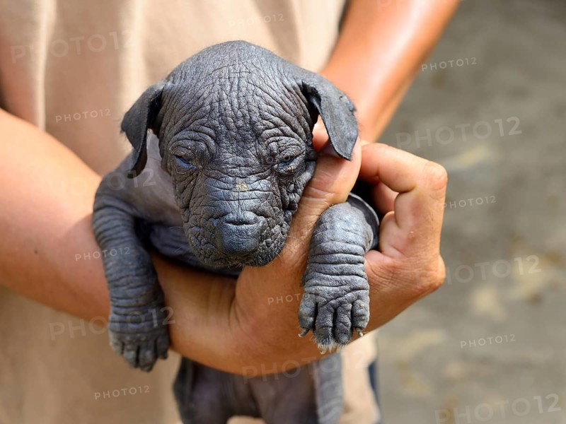 Perro sin Pelo