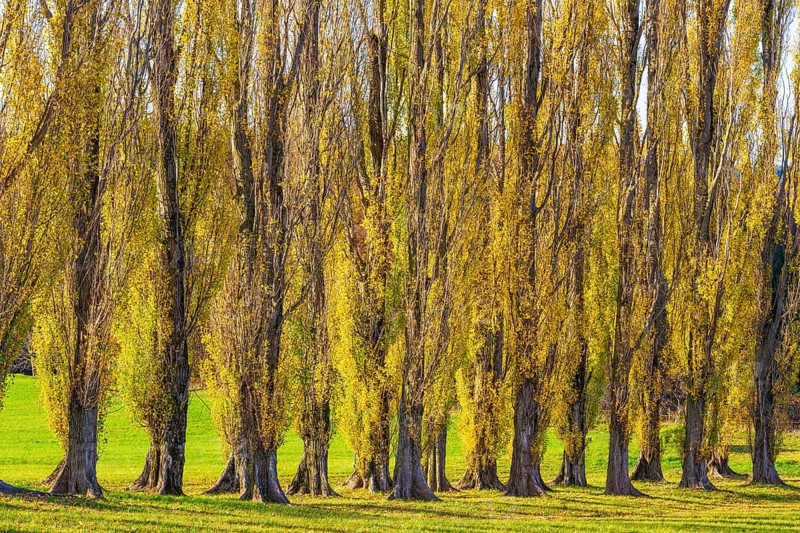 Columnar poplar avenue