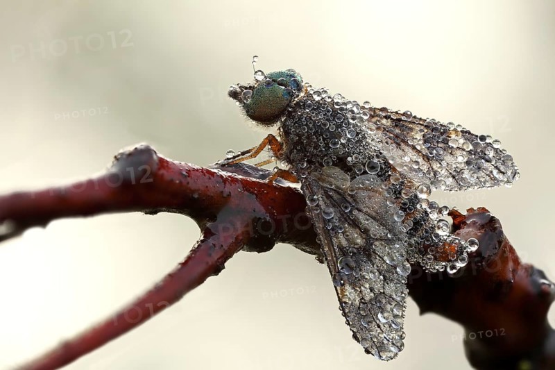 Water Snipe Fly