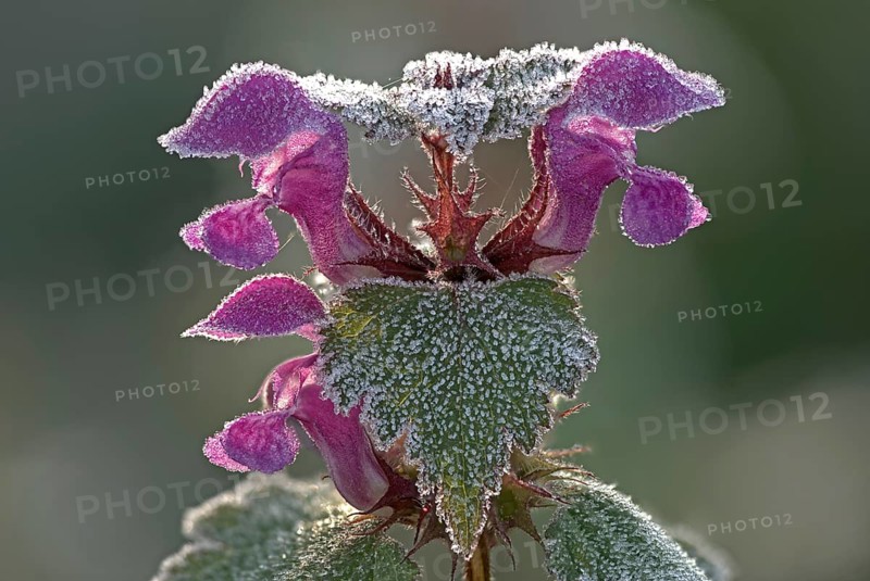 Red deadnettle