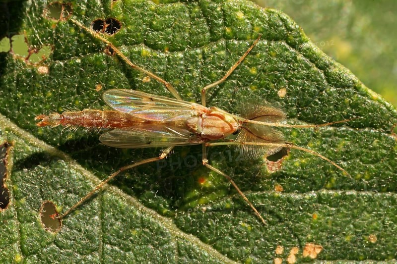 Common mosquito