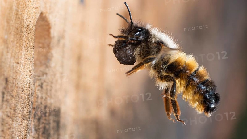 Hornfaced bee