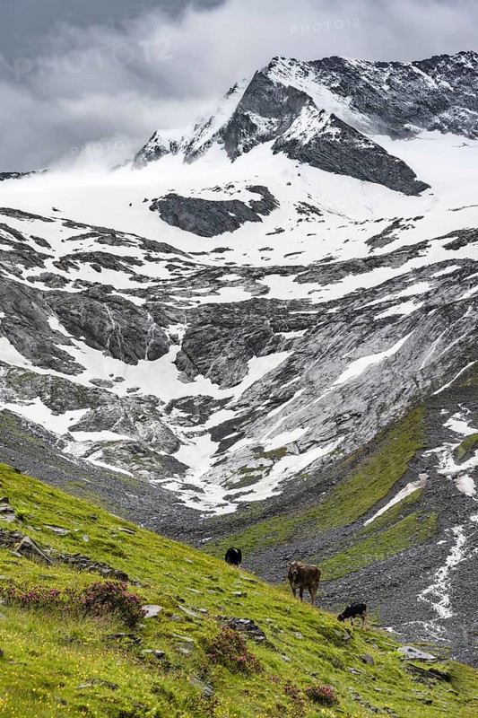 Kuehe im Tal weiden vor Gletscher