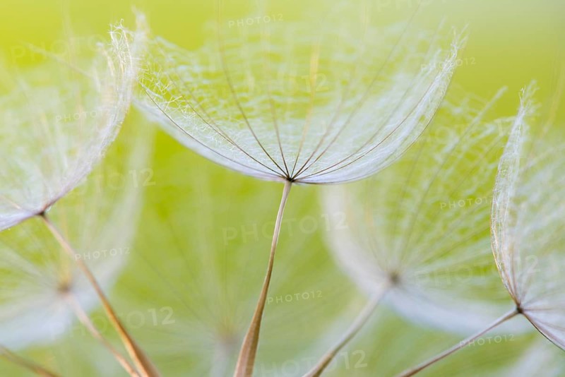 Umbrellas of the Meadow salsify