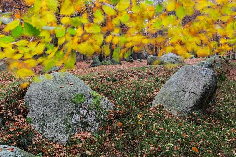 Beech leaves in the wind above the megalithic tomb Visbek bride and groom