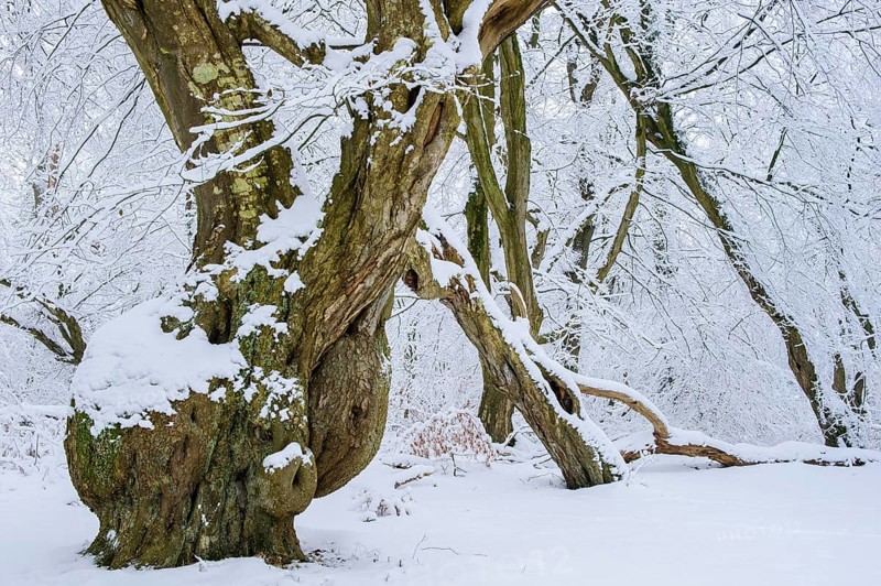 Snow on old trees in the jungle Baumweg