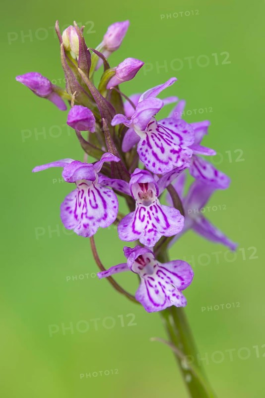 Southern marsh orchid