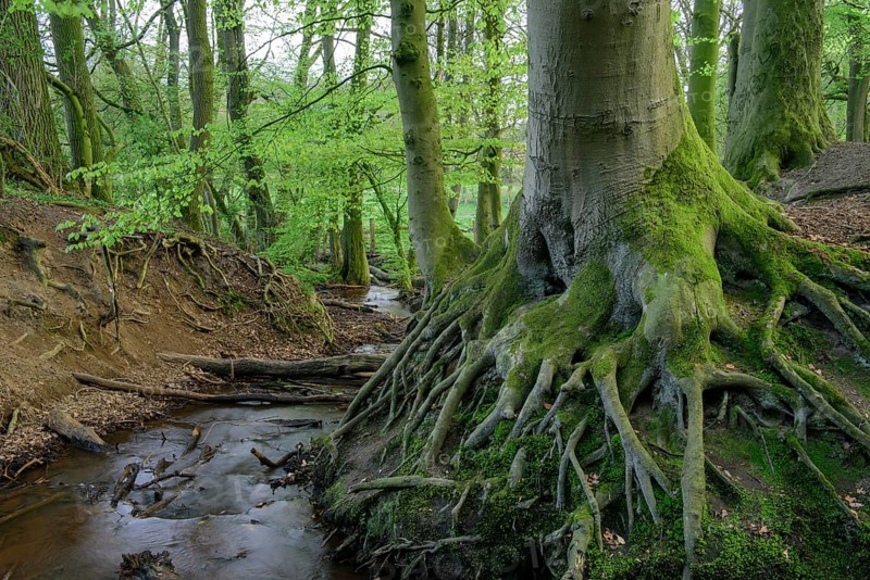 Beech trees