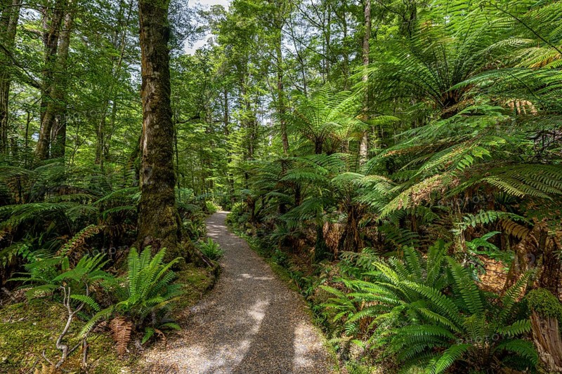 Hiking trail through forest