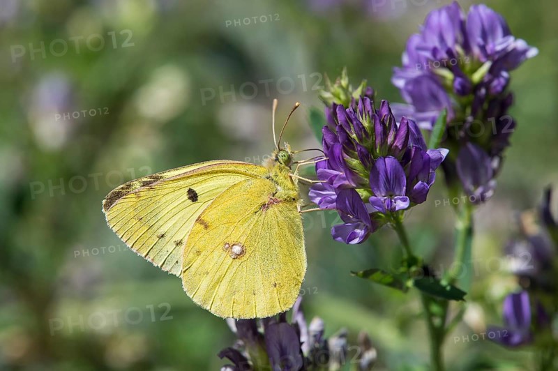 Dark Clouded Yellow