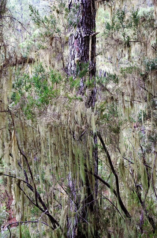 Cloud forest with hanging lichens