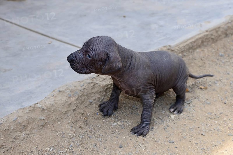 Perro sin Pelo