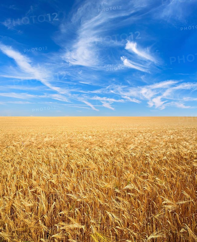 Endless field of barley under blue sky with veil clouds