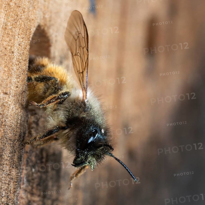Hornfaced bee