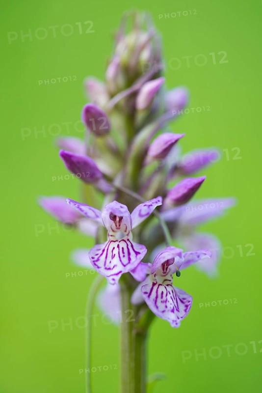 Southern marsh orchid