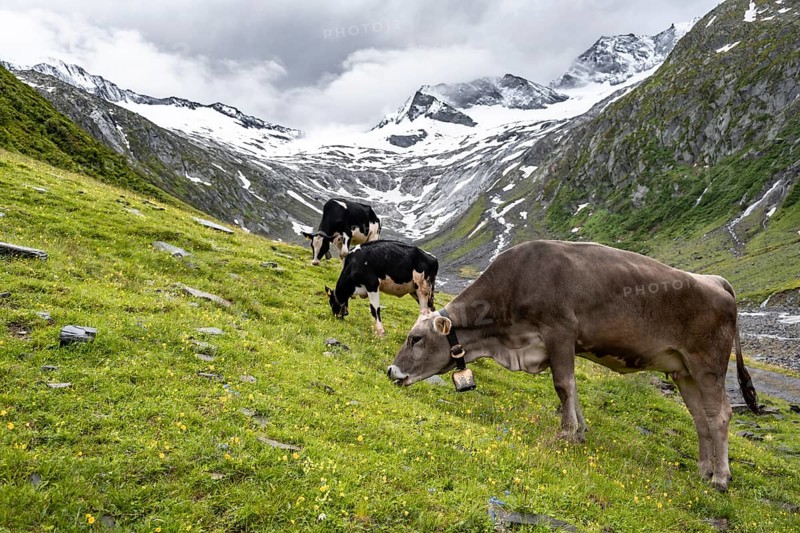 Kuehe im Tal weiden vor Gletscher