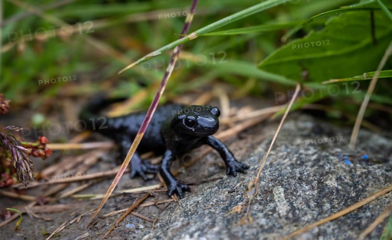 Alpine Salamander