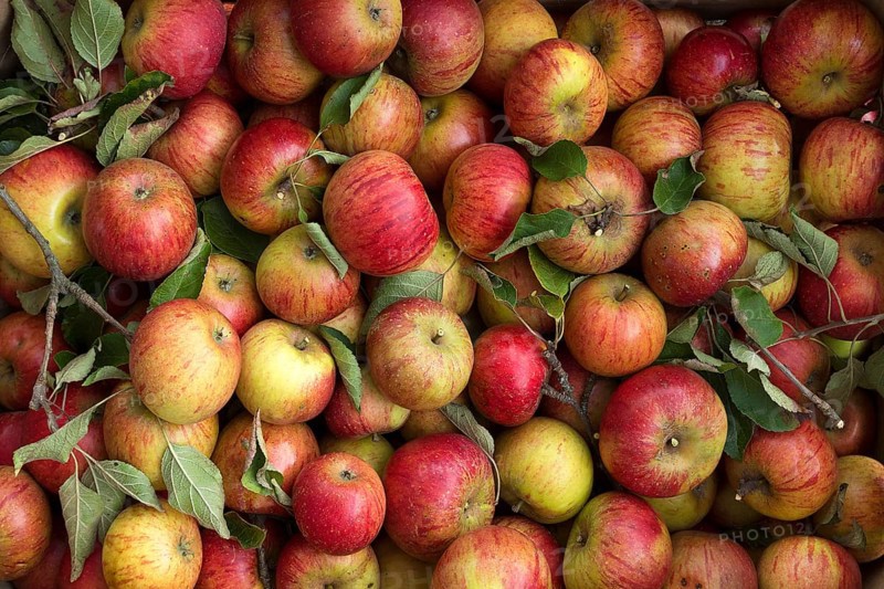 Freshly picked apples