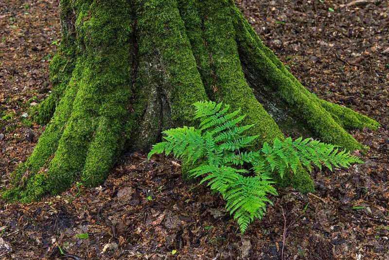 Fern at the roots of a beech