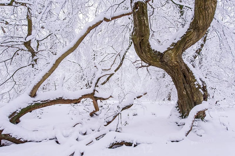 Snow on old trees in the jungle Baumweg
