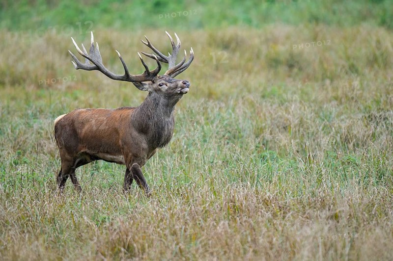 Flemish red deer
