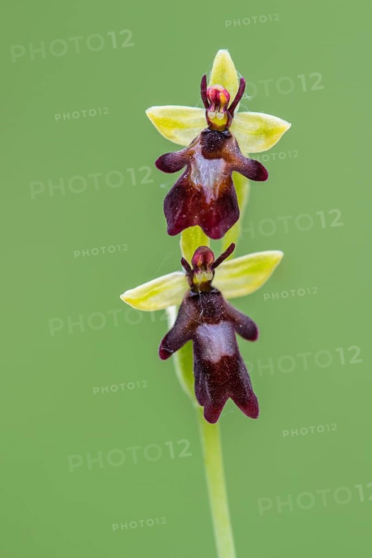 Fly orchid