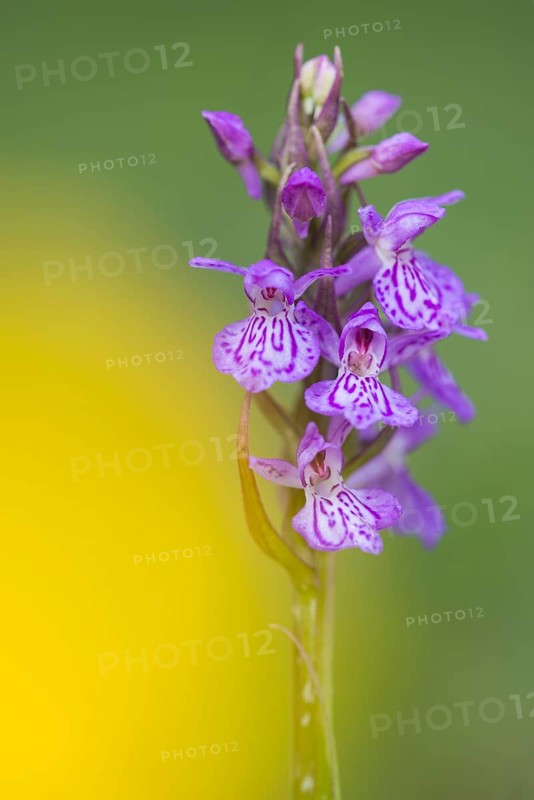 Southern marsh orchid