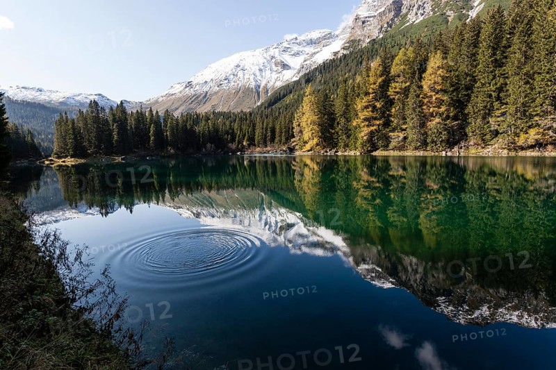 Autumnal larch forest at Obernberger See