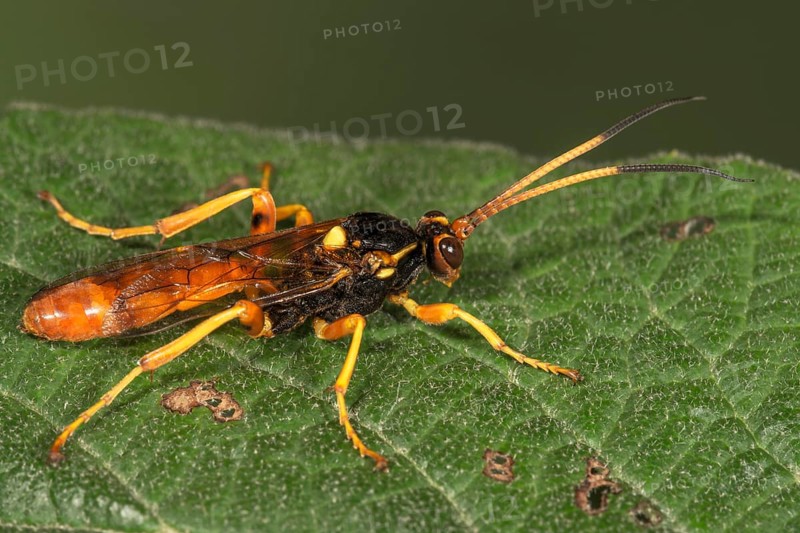 Ichneumon fly