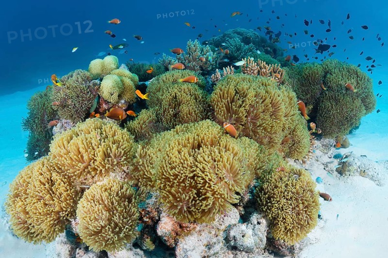 Anemone field from Magnificent sea anemones