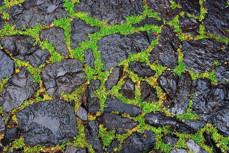 Black pavement with green moss
