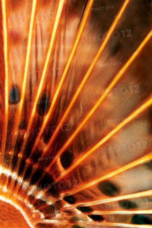 Pectoral fin
