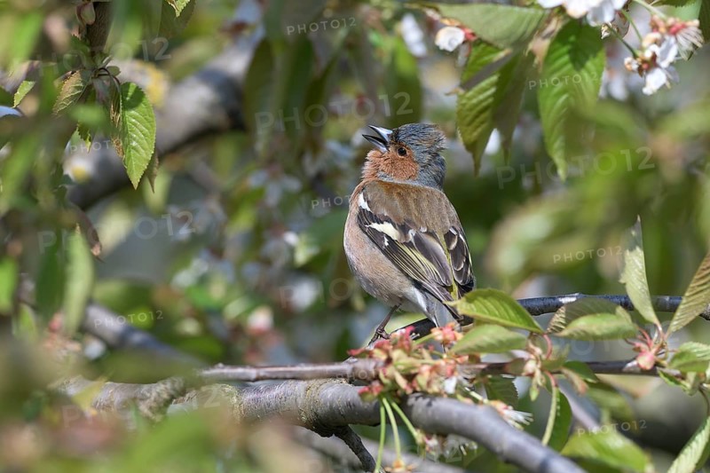 Singing Common chaffinch