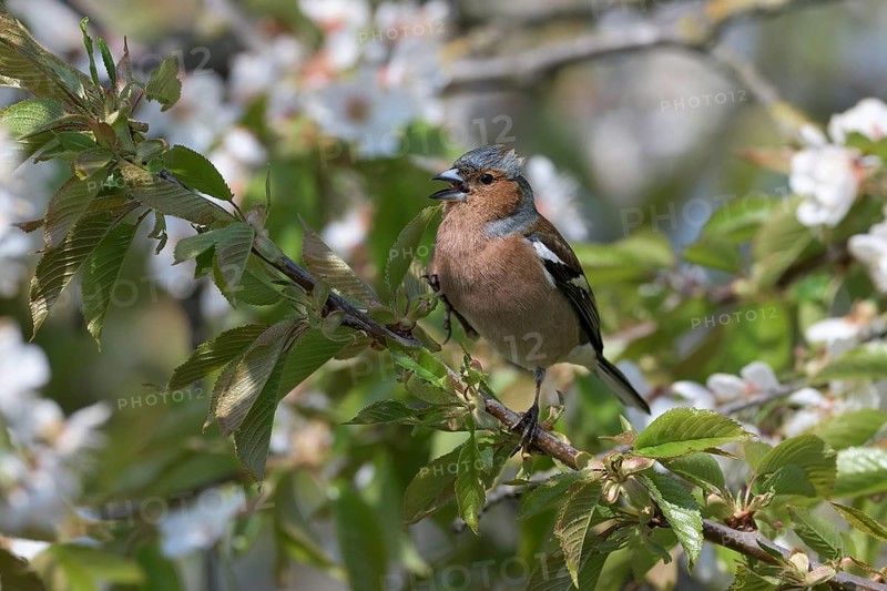 Singing Common chaffinch