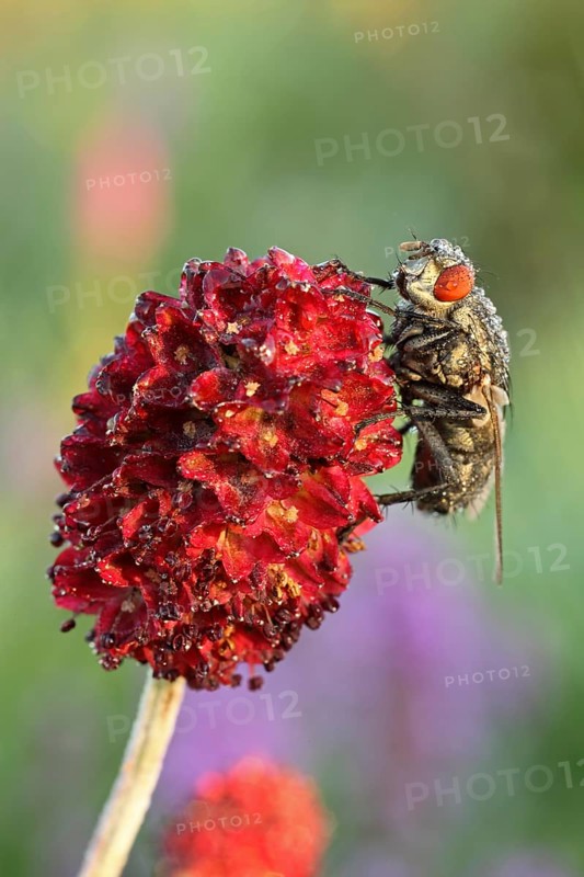 Blowfly