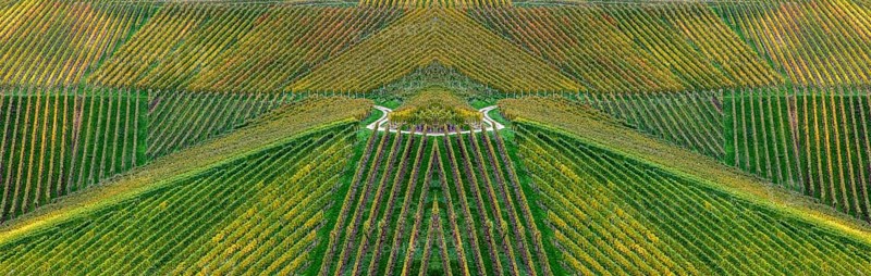Vineyards in autumn