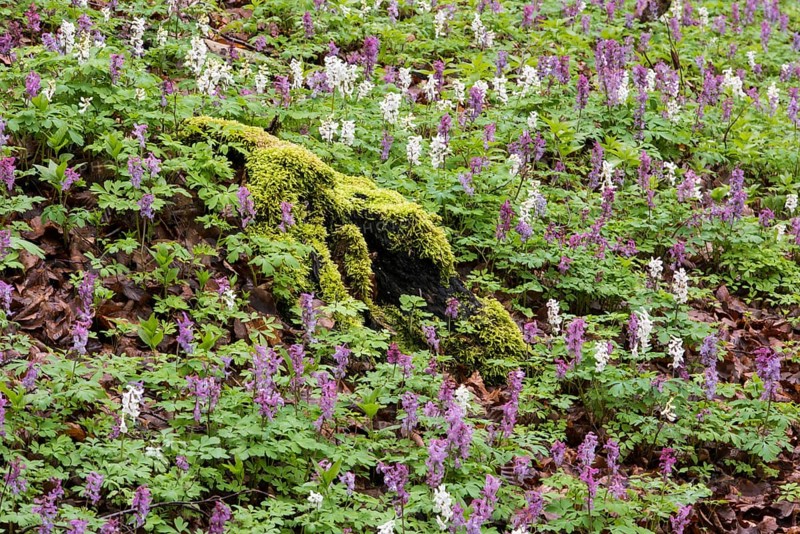 Hollow larkspur