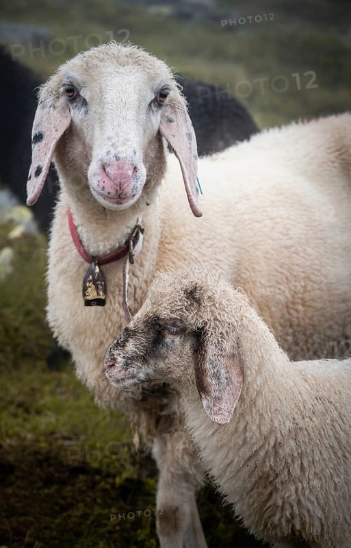 Mother with young animal