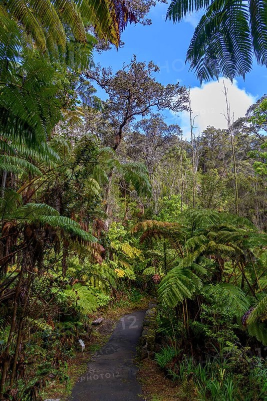 Way through a forest of tree ferns
