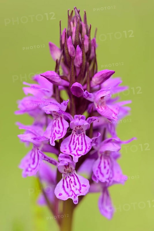 Southern marsh orchid