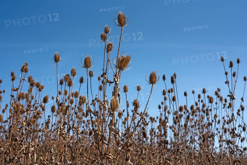 Wild teasels